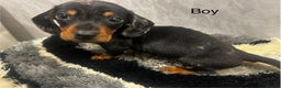 Miniature Dachshund dogs for sale: Miniature dachshund boy  - Advert 6