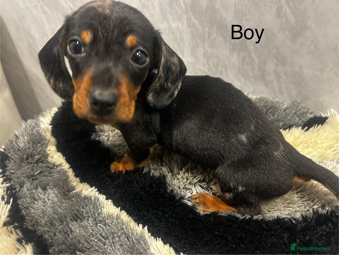 Miniature Dachshund dogs for sale: Miniature dachshund boy  - Advert 6