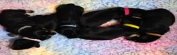 Mixed Breed dogs for sale: Schnoxie puppies  - Advert 5