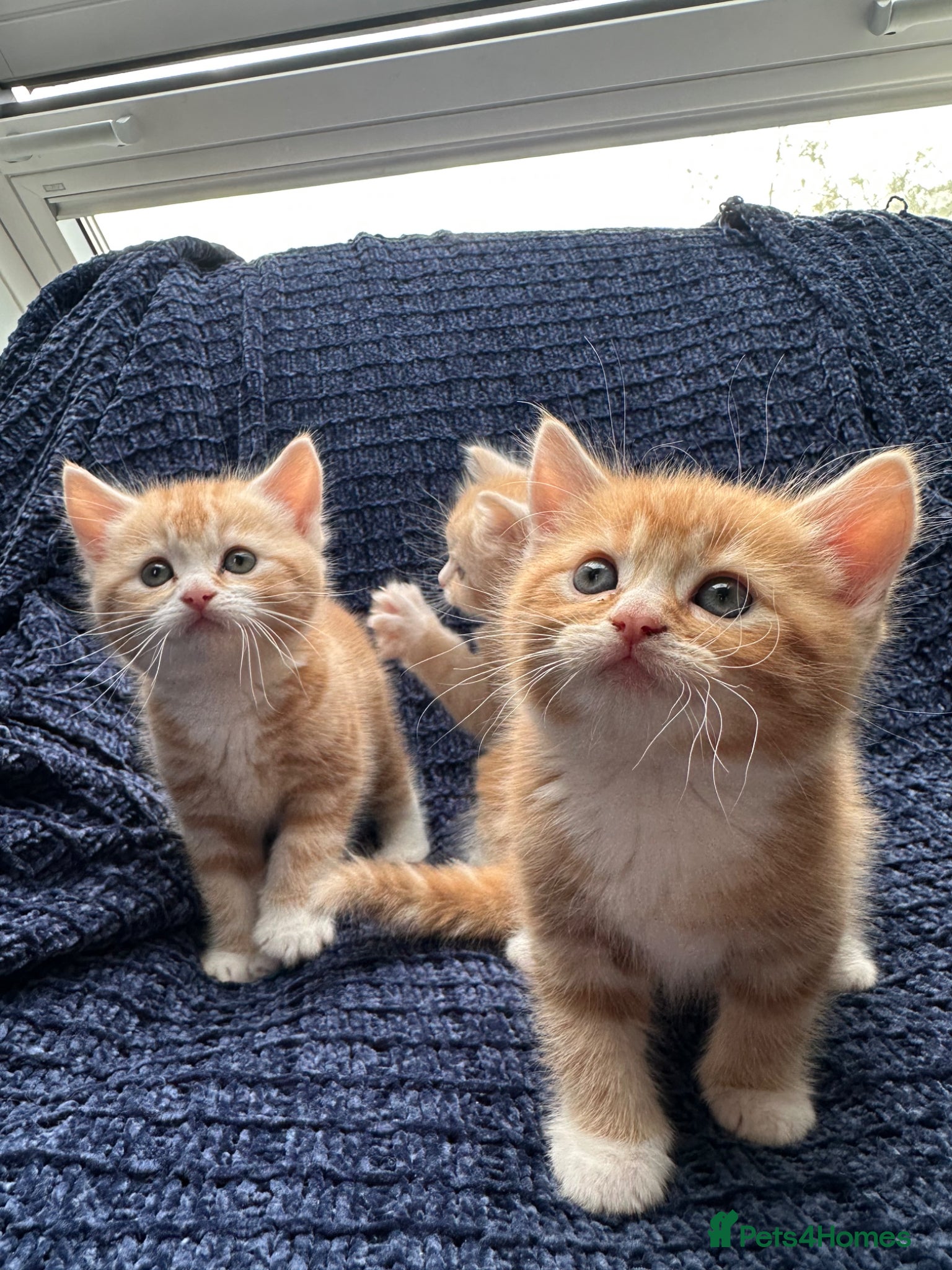 Scottish Fold cats 5 beautiful and loving Scottish Fold x DSH kittens - Advert 7