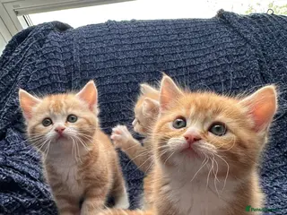 Scottish Fold cats 5 beautiful and loving Scottish Fold x DSH kittens - Advert 7