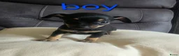 Chiweenie dogs for sale: Chiweenie puppies - Advert 13