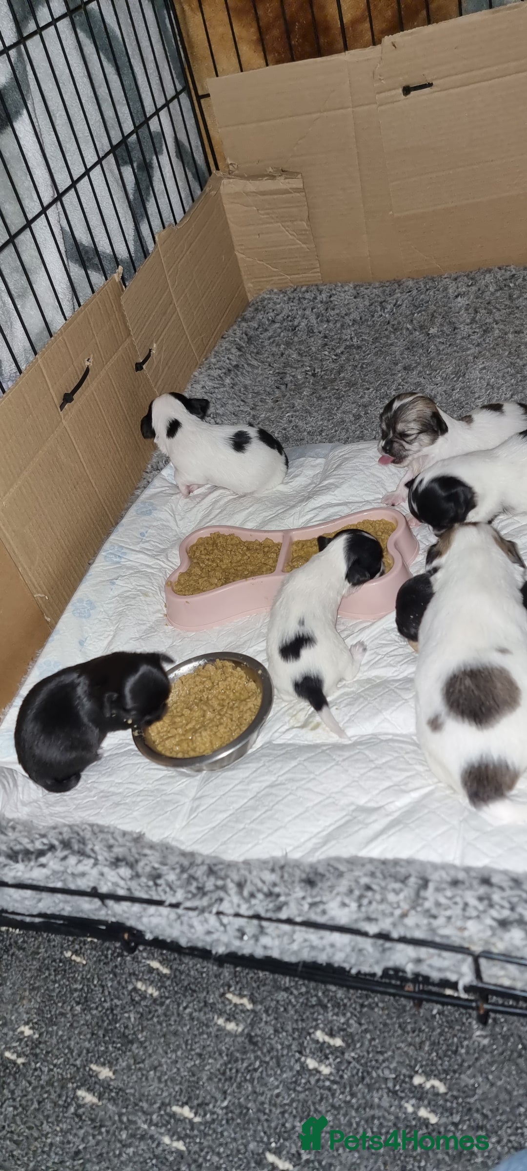 Chihuahua dogs for stud: Stud long haired white Chihuahua  in Coatbridge - Image 23