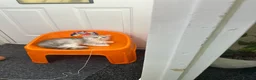 Persian cats for sale: Pure Persian  - Advert 1