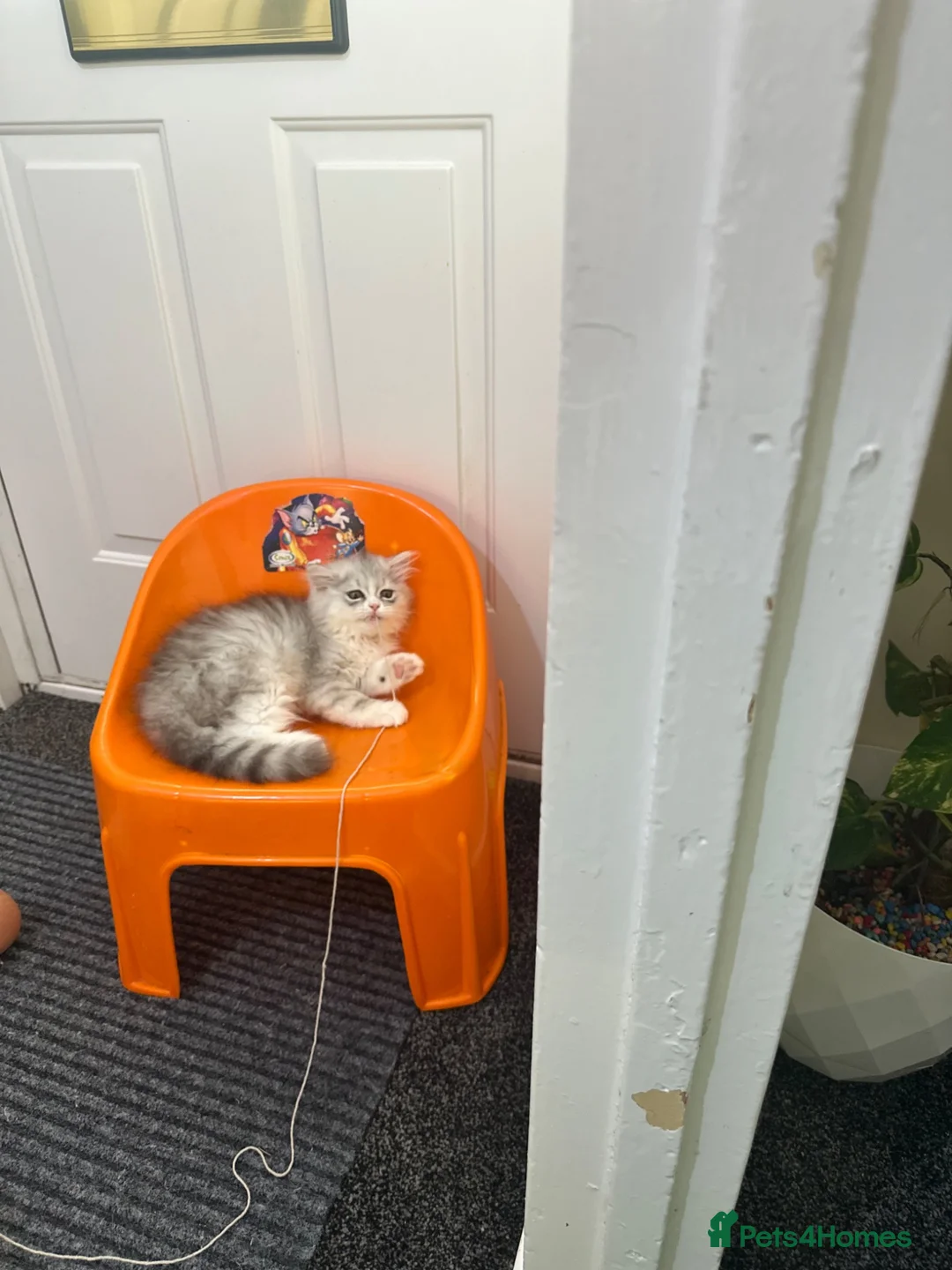Persian cats for sale: Pure Persian  - Advert 1