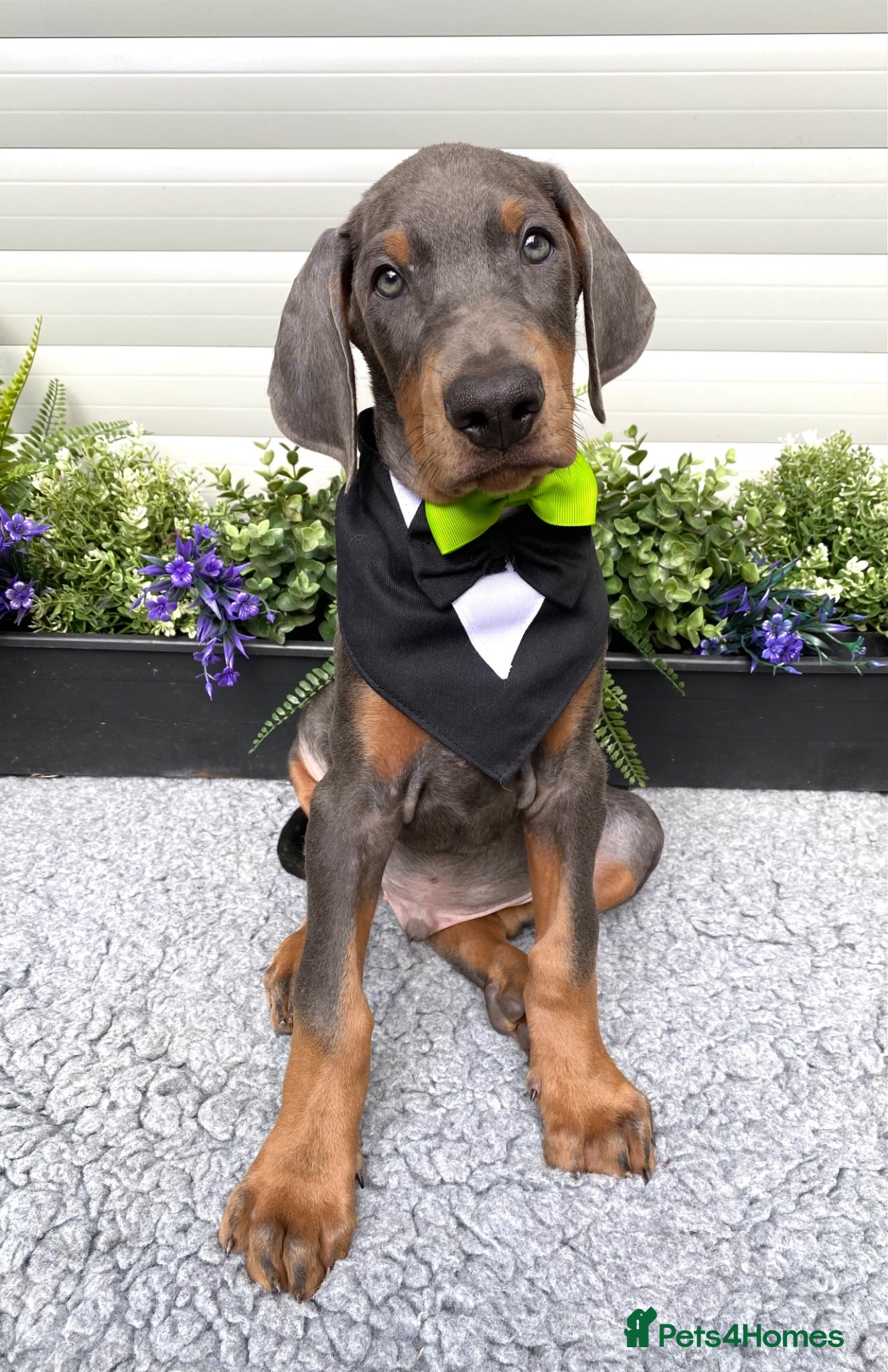 Dobermann dogs *KC REGISTERED* HEALTH TESTED DOBERMAN PUPPIES - Advert 1