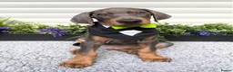 Dobermann dogs for sale: *KC REGISTERED* HEALTH TESTED DOBERMAN PUPPIES - Advert 10