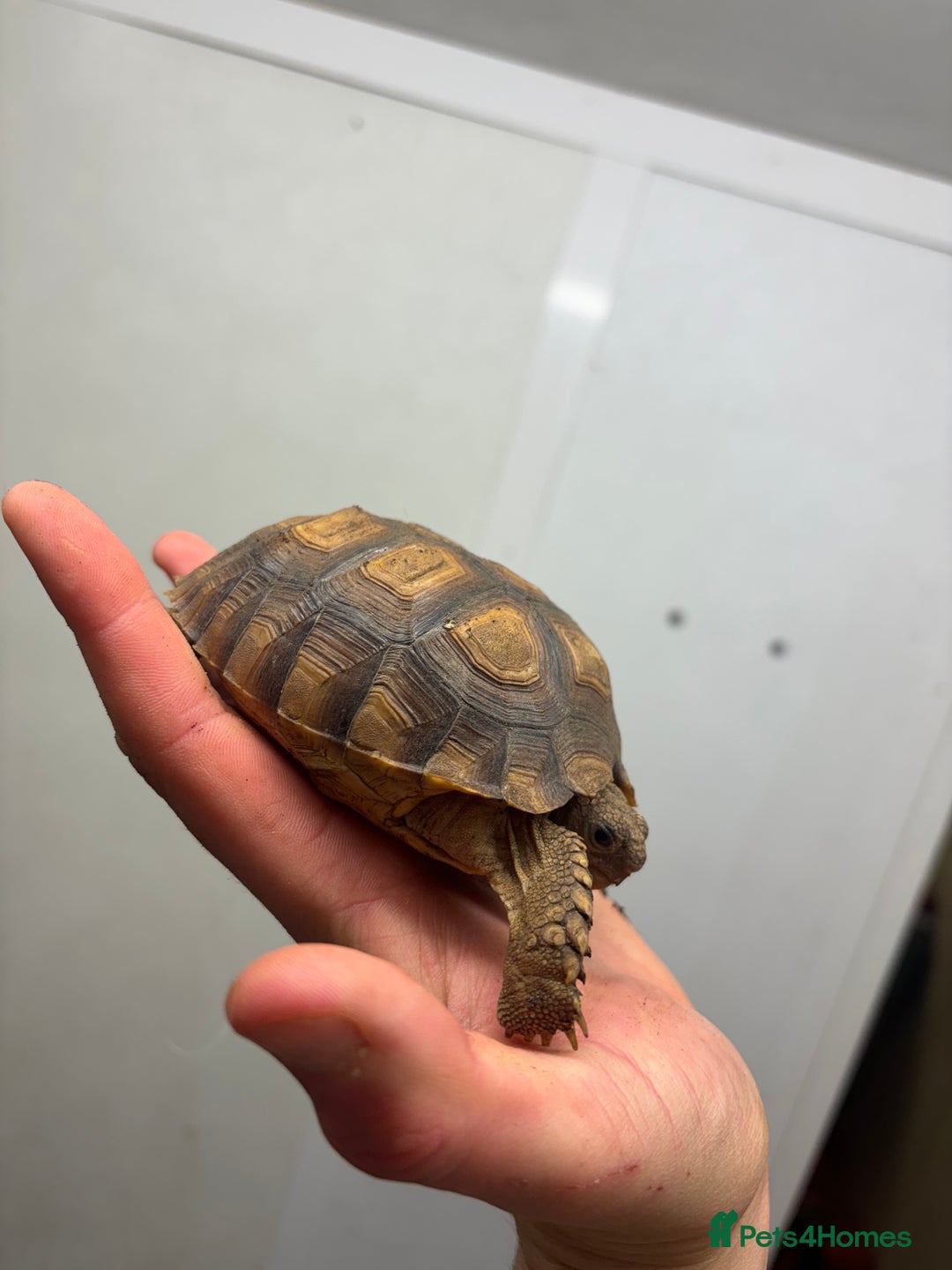 Tortoise reptiles for sale: Various Tortoises - Image 6