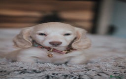 Miniature Dachshund dogs for sale: CREAM MINIATURE DACHSHUNDS CHAMPION PEDIGREE  - Image 18