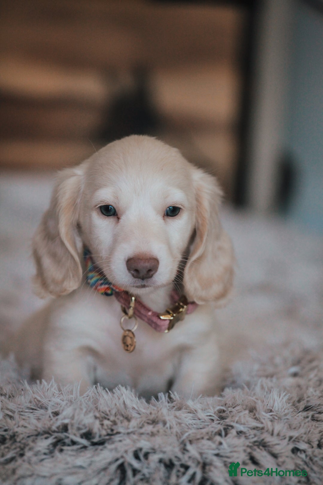 Miniature Dachshund dogs for sale: CREAM MINIATURE DACHSHUNDS CHAMPION PEDIGREE  - Image 18
