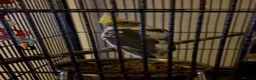 Cockatiels birds for sale: Male Cockatiel 10 weeks old  - Advert 2