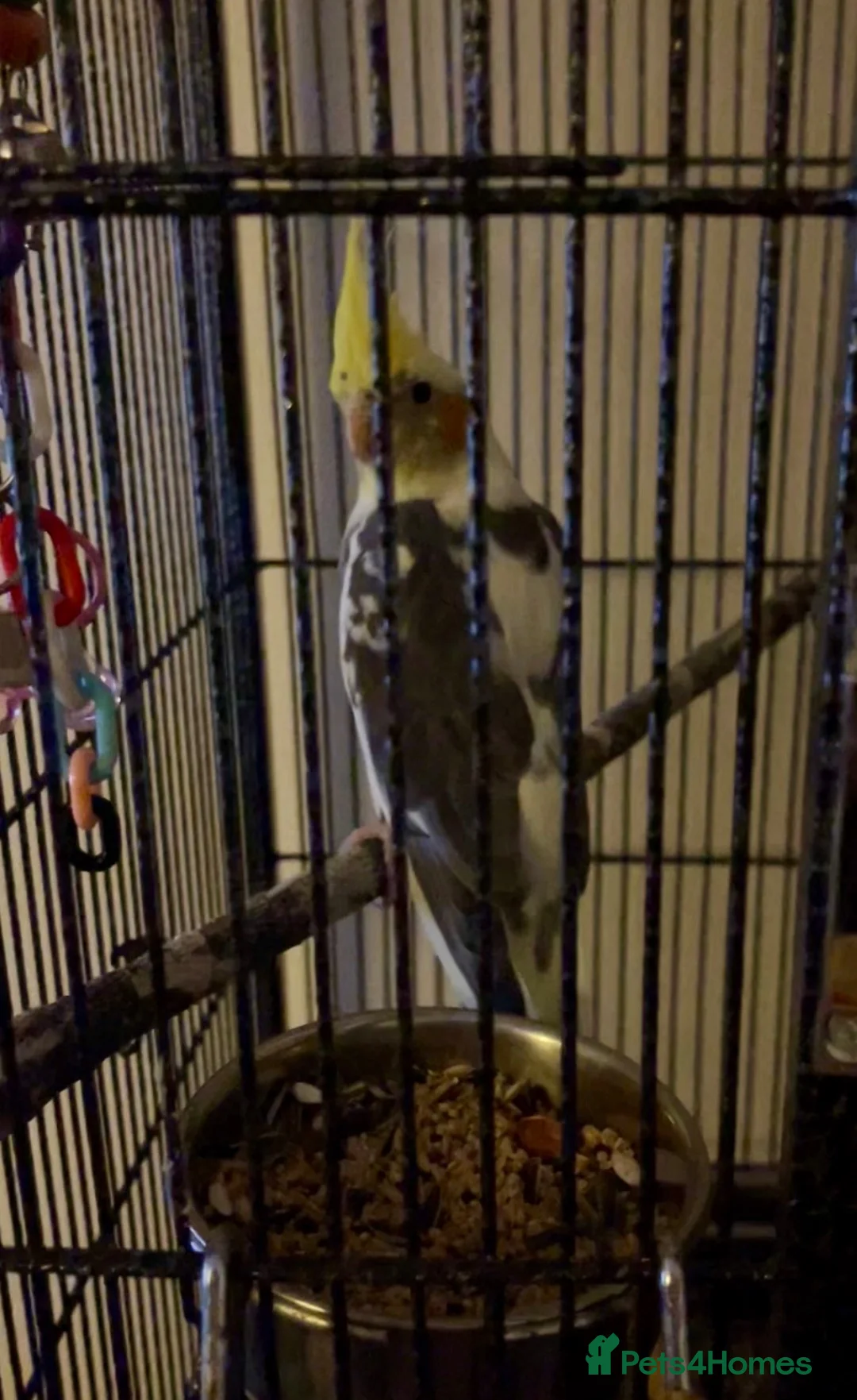 Cockatiels birds for sale: Male Cockatiel 10 weeks old  - Advert 2
