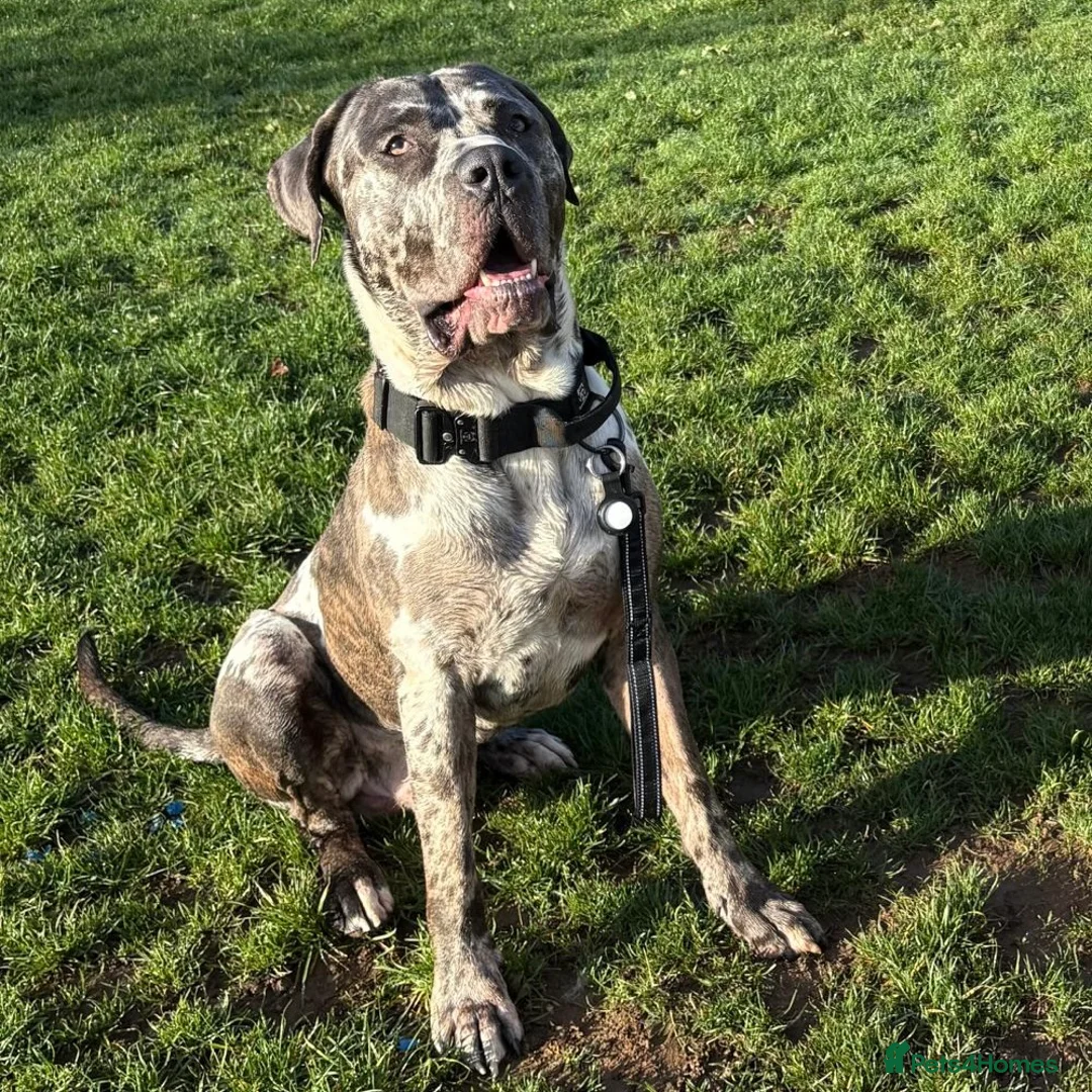Mixed Breed dogs for adoption: Blue (Cane Corso mix) - Advert 5