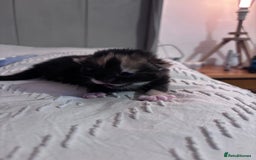 British Shorthair cats for sale: 2 Kittens left for sale! - Image 4