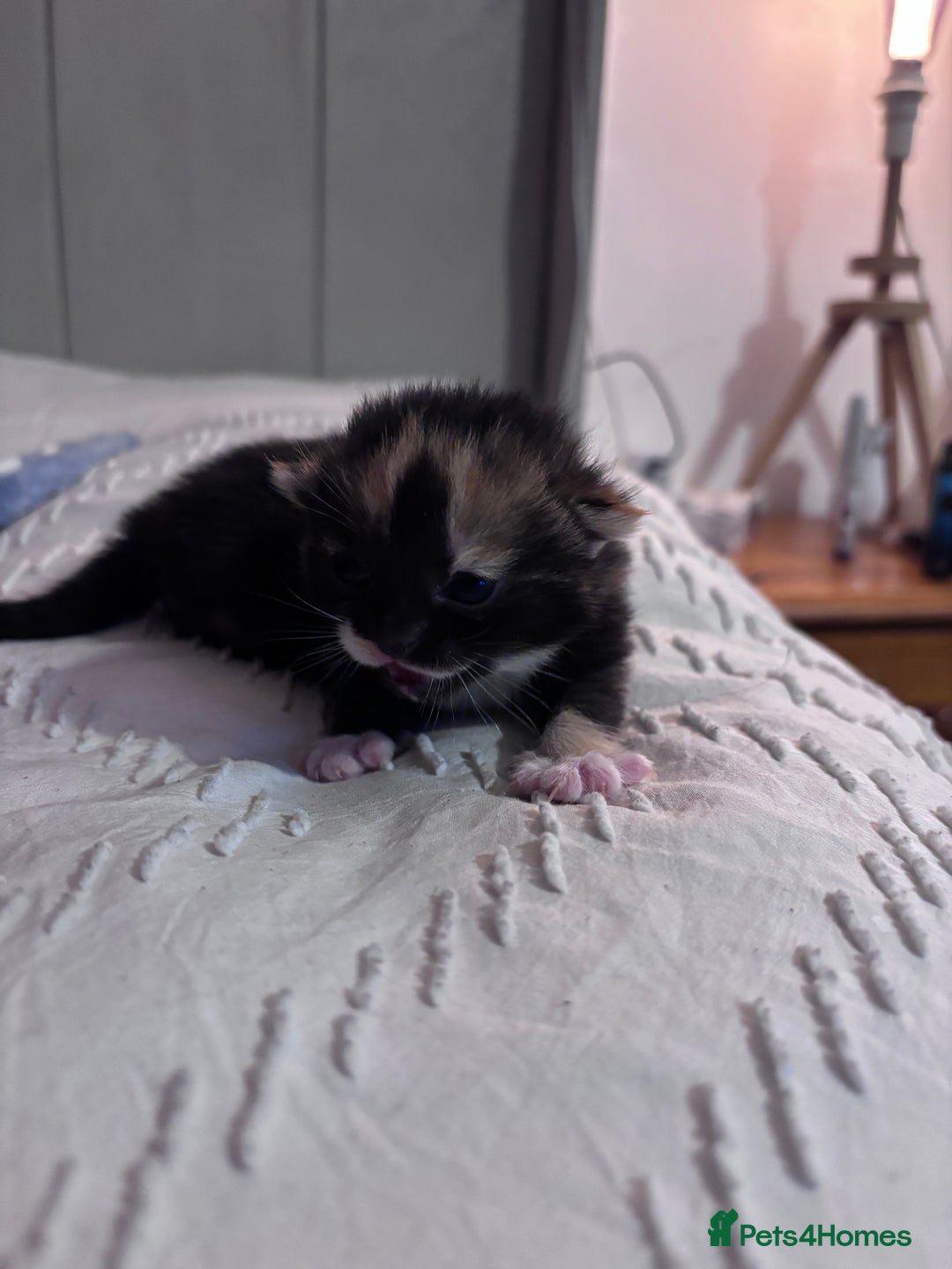 British Shorthair cats for sale: 2 Kittens left for sale! - Image 4