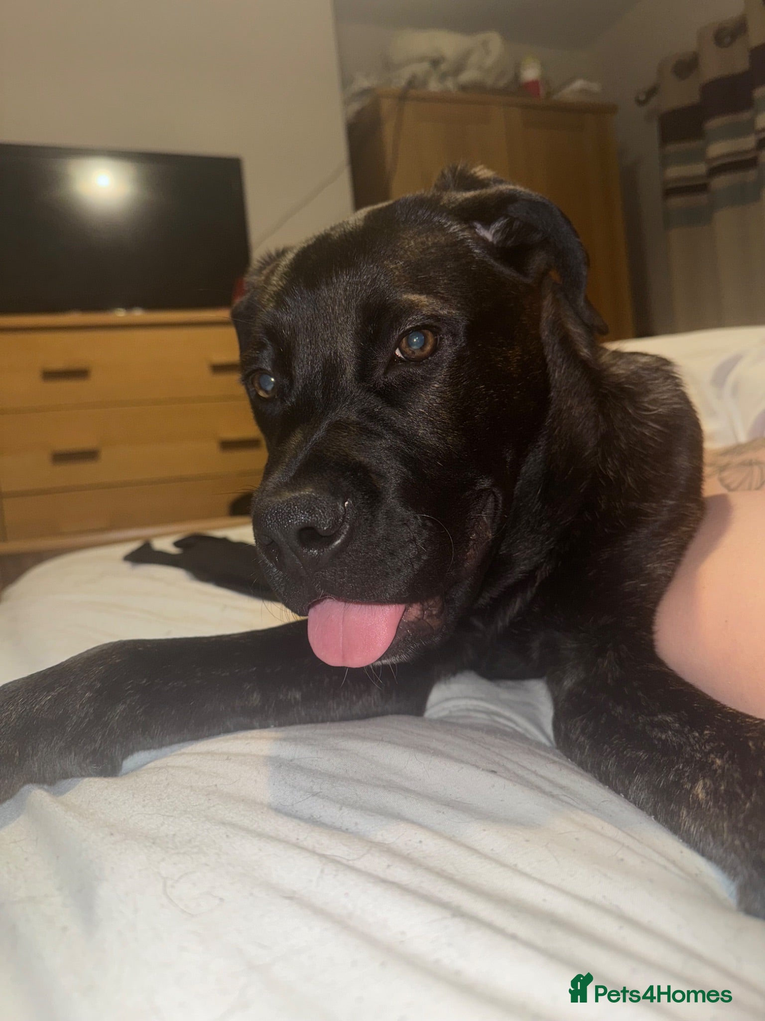 Mixed Breed dogs Cane corso x for sale - Advert 2