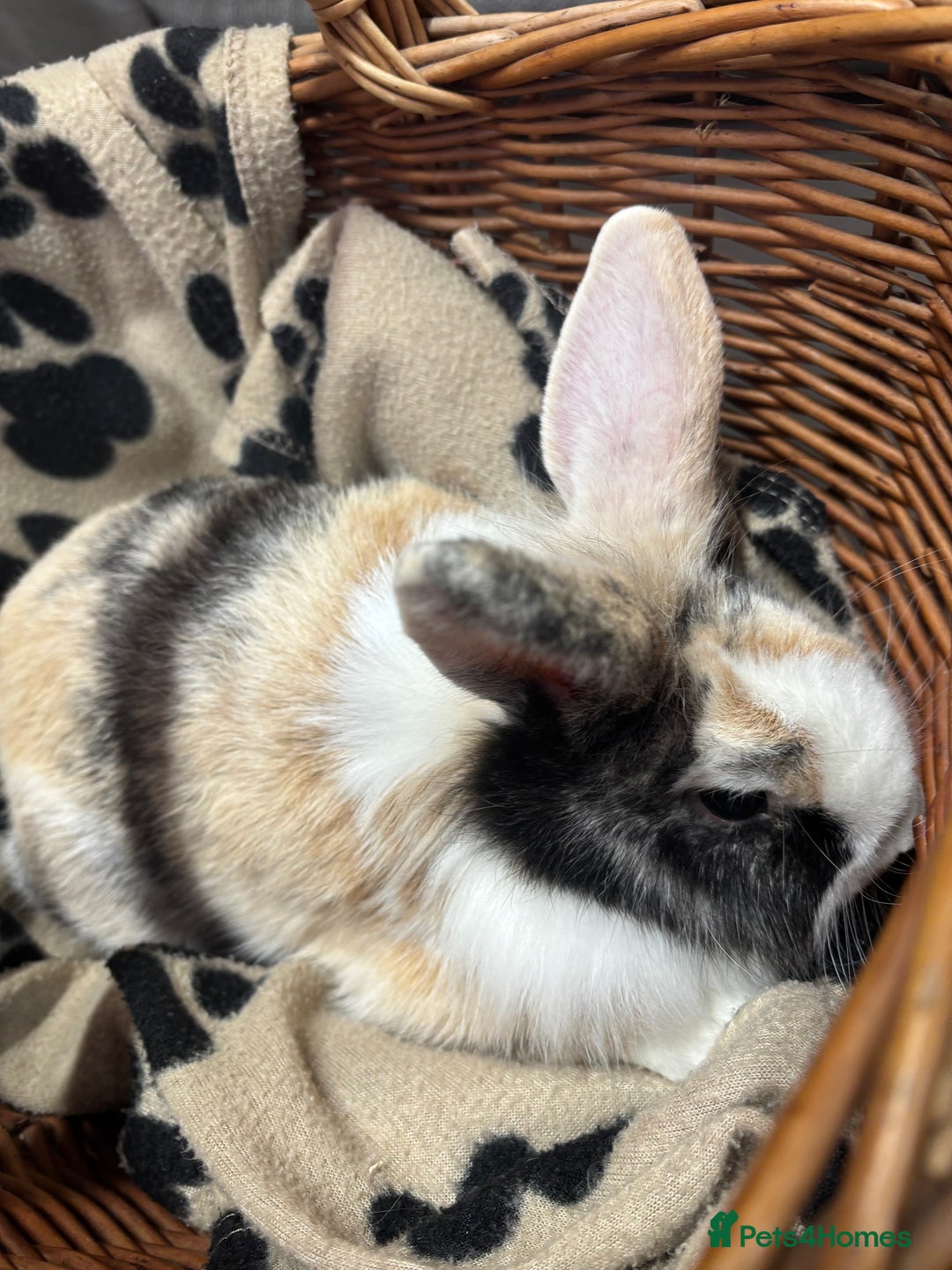 Lionhead rabbits for sale: Lionhead x rabbits for sale  - Advert 4