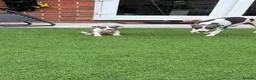 Italian Greyhound dogs for sale: Italian greyhound puppies  - Advert 4