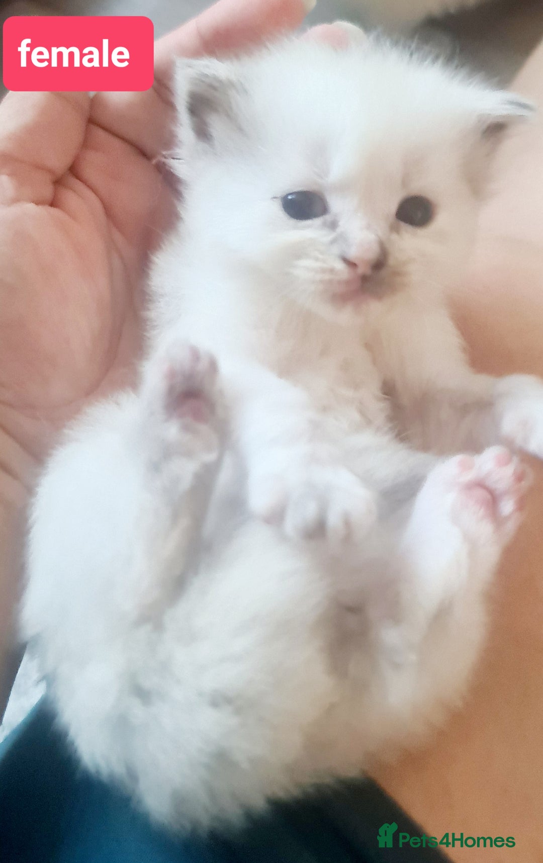 Ragdoll cats for sale: Pure ragdoll kittens - Image 11