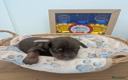 Dobermann dogs for sale: Stunning Dobermann puppies in Nottingham - Image 26