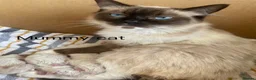 Ragdoll cats for sale: Stunning ragdoll girls for sale  in Grays - Advert 2