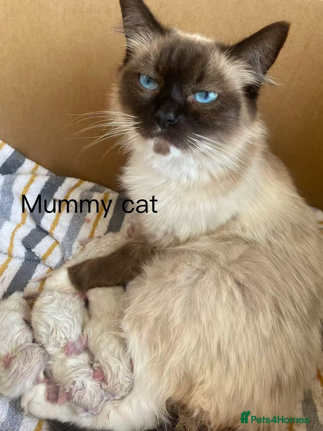 Ragdoll cats for sale: Stunning ragdoll girls for sale  in Grays - Advert 2
