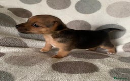 Jack Russell dogs for sale: Exceptional litter of miniature Jack RussellS - Image 6