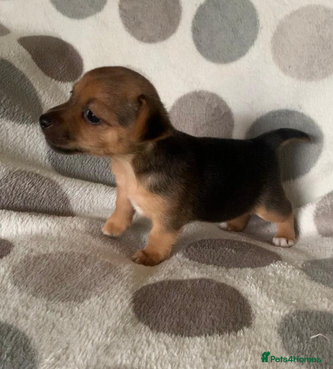 Jack Russell dogs for sale: Exceptional litter of miniature Jack RussellS - Image 6