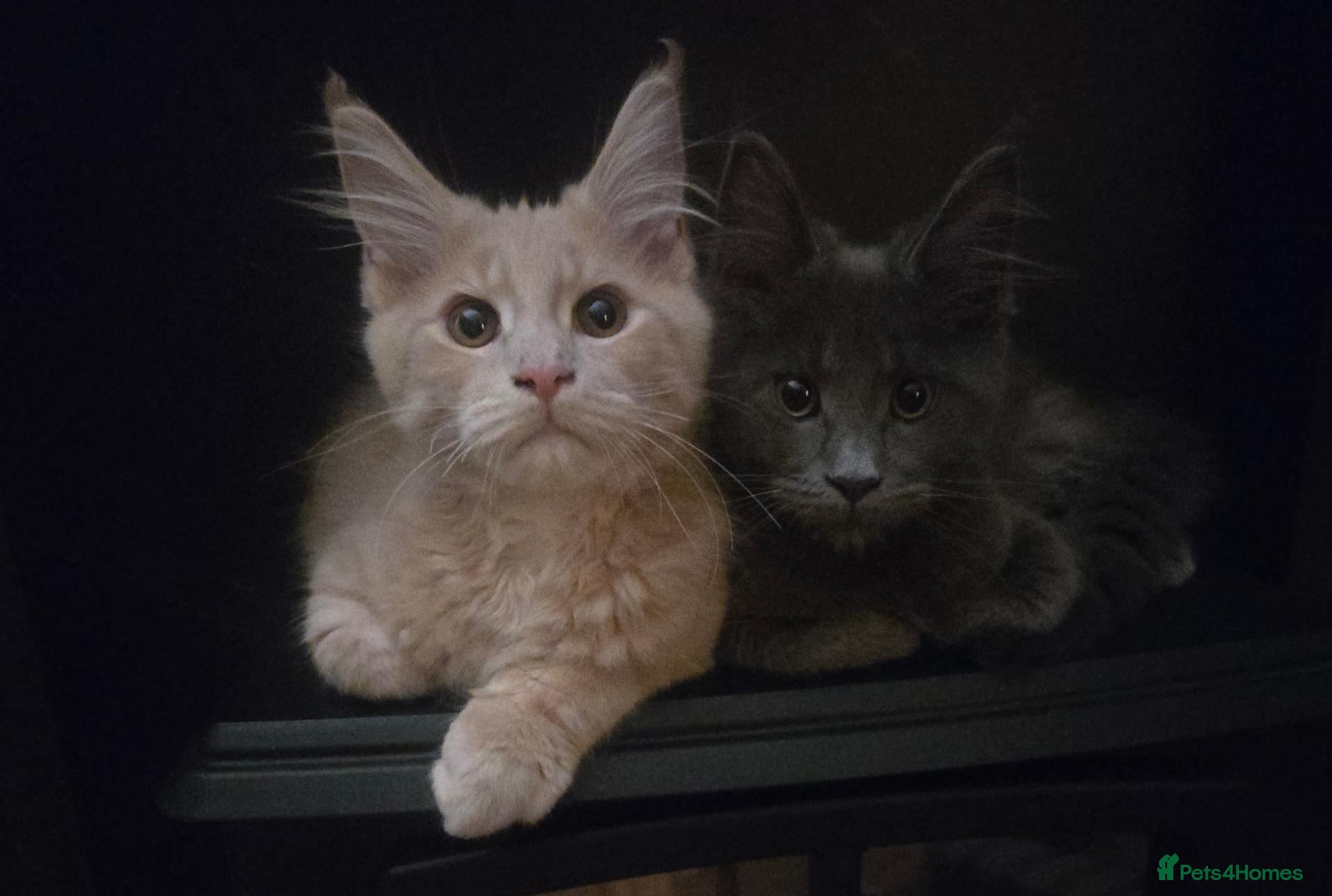 Maine Coon cats 3 Males available 1 Blue 1 Cream 1 Cream smoke  - Advert 1