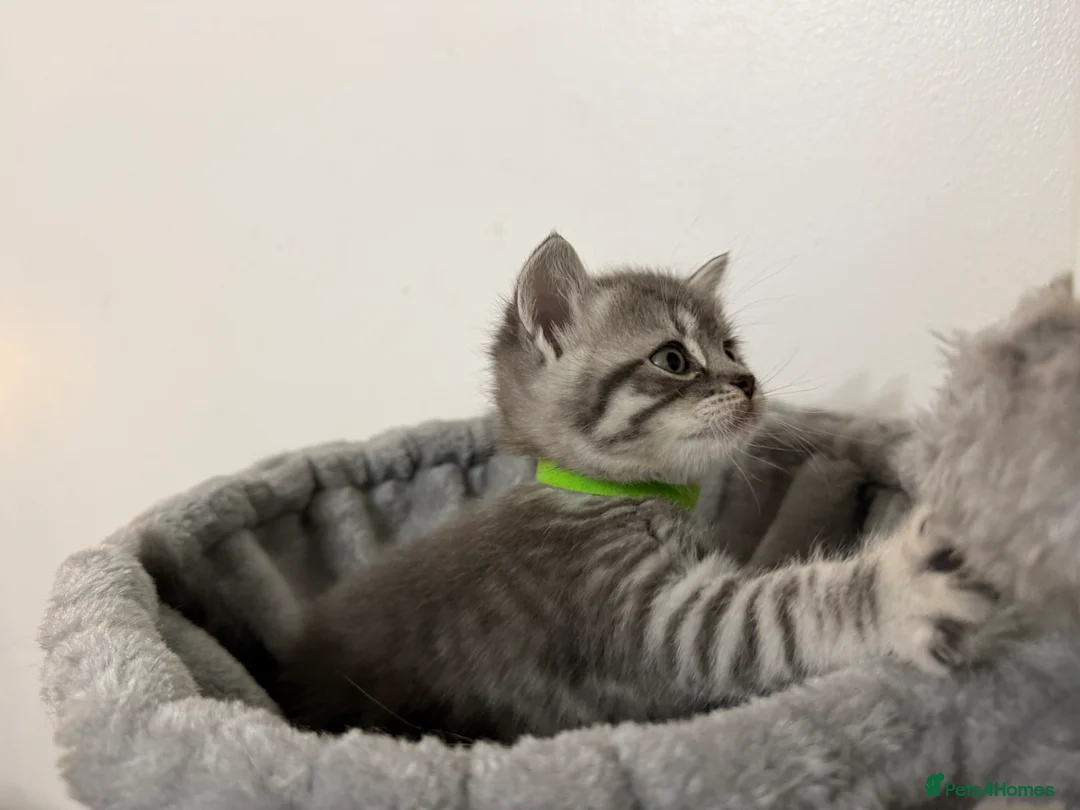 British Shorthair cats for sale: 4 British Shorthair kittens - Advert 16