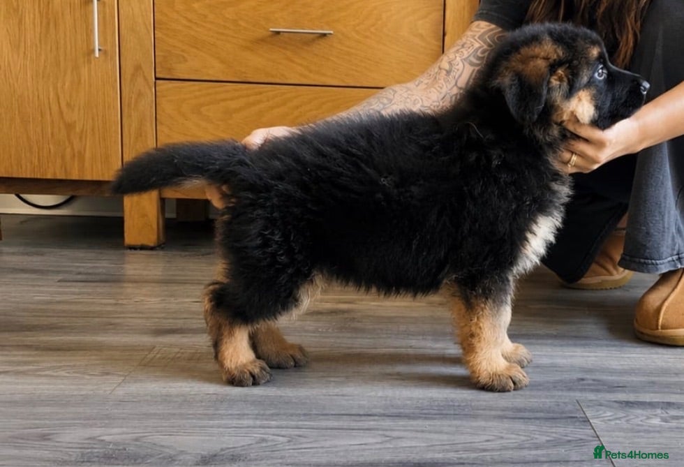 German Shepherd dogs  KC REGISTERED LONG-COAT GERMAN SHEPHERDS  - Advert 2