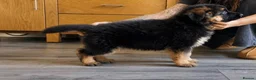 German Shepherd dogs for sale:  KC REGISTERED LONG-COAT GERMAN SHEPHERDS  - Advert 6