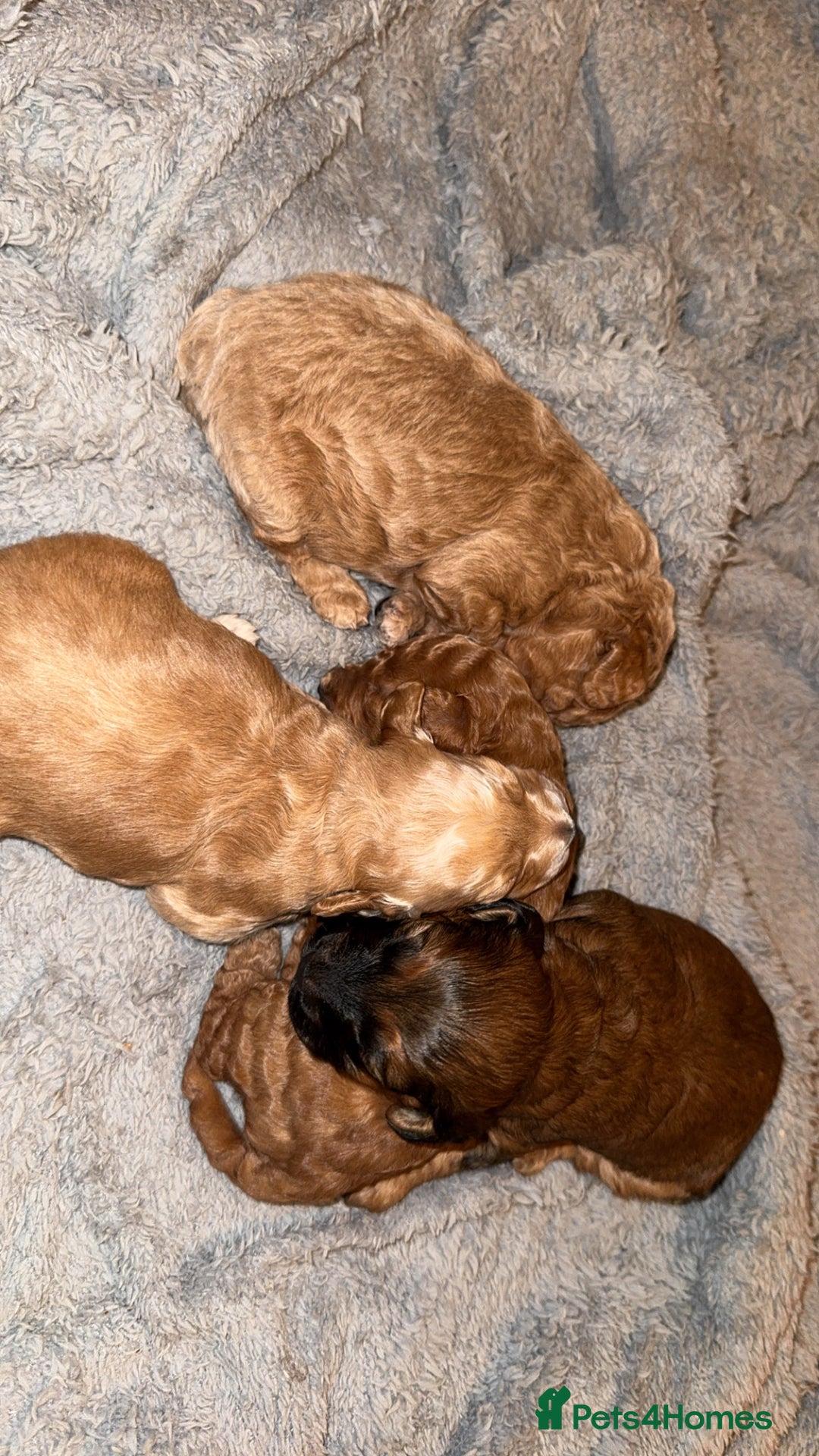 Cockapoo dogs for sale: Cockapoos puppies 😍😍 - Advert 6