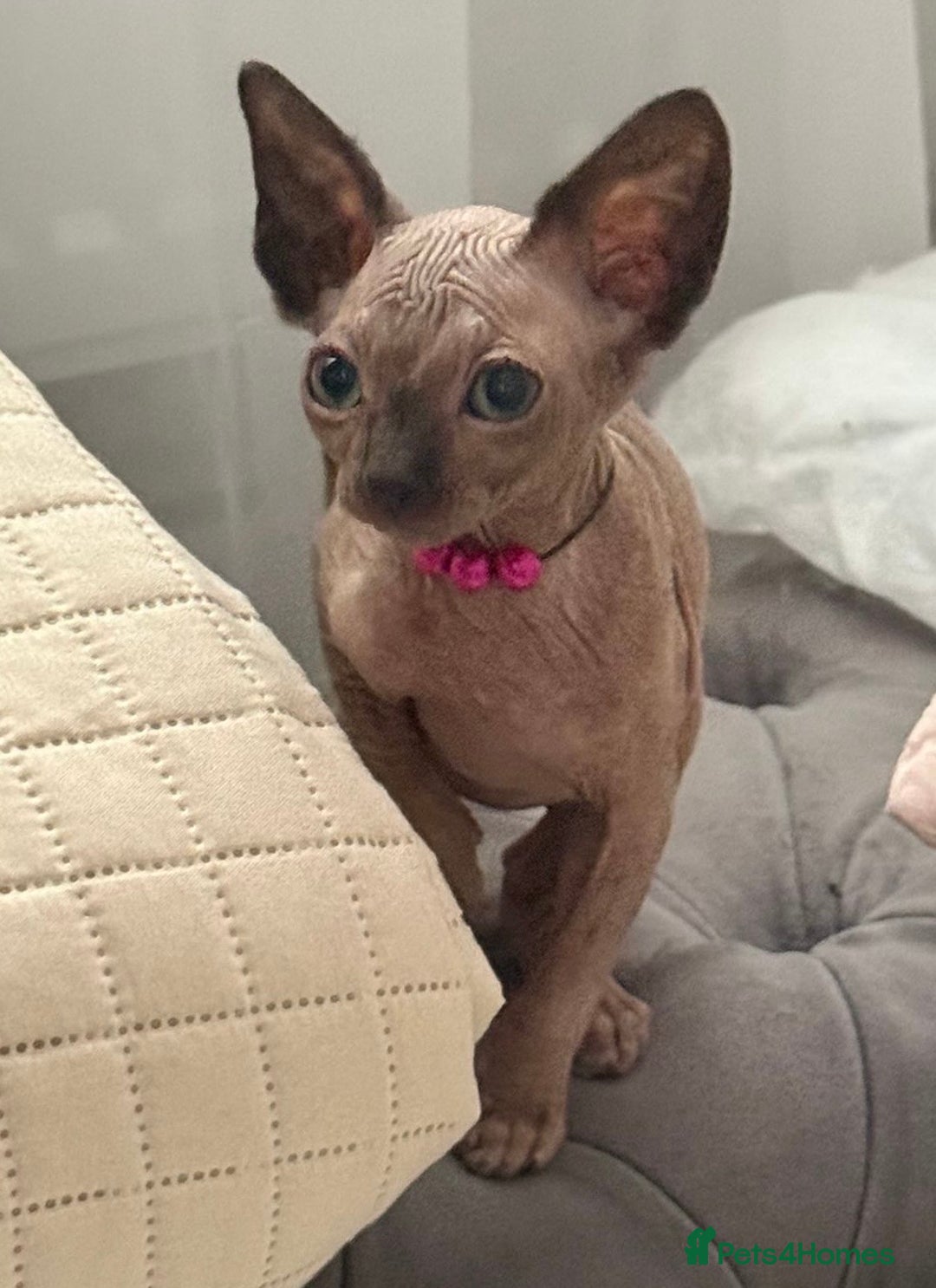 Sphynx cats for sale: Stunning Female Seal Point Canadian Sphynx Kitten - Image 4