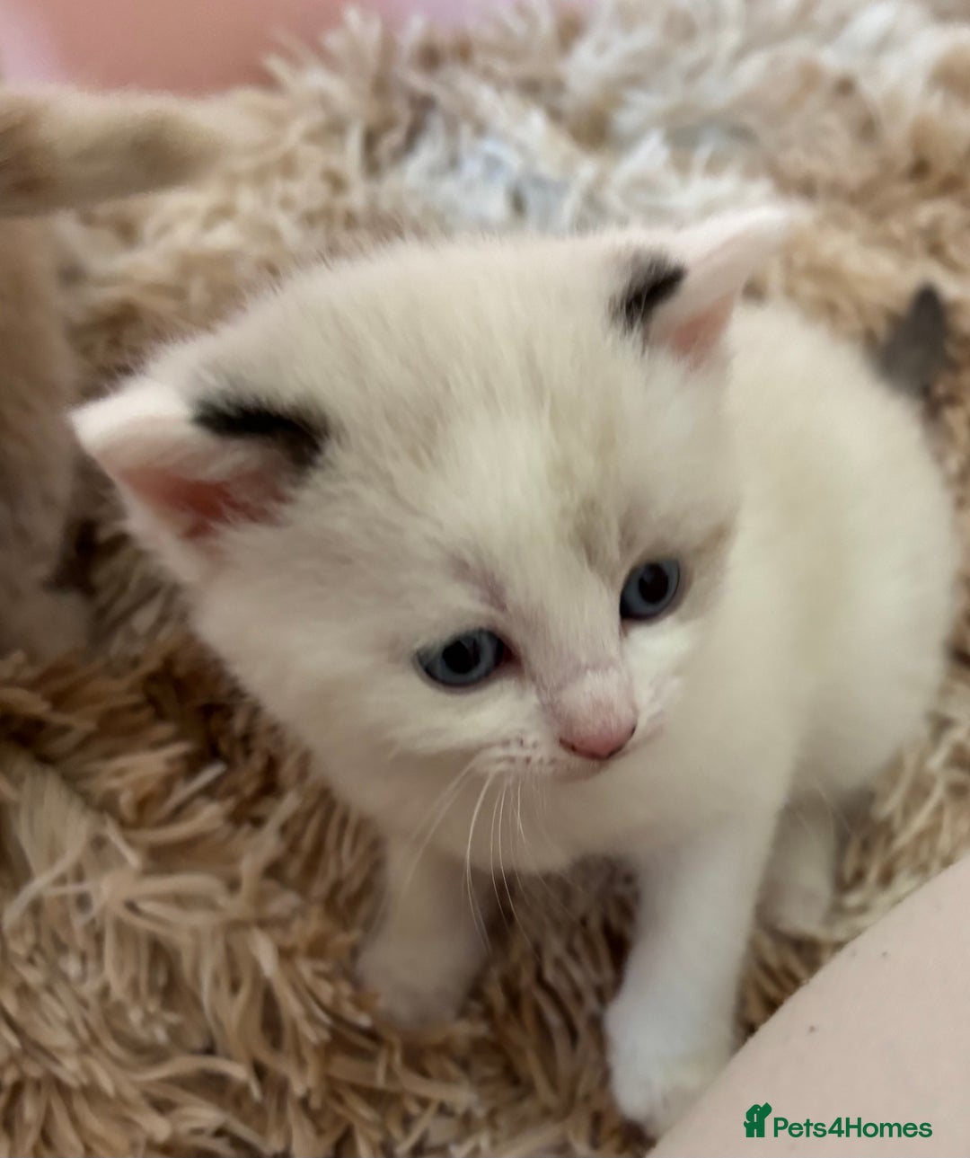 Mixed Breed cats for sale: 5 x gorgeous mixed kittens (4 left) - Image 4