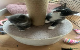 Mixed Breed cats for sale: Beautiful kittens.  - Image 9