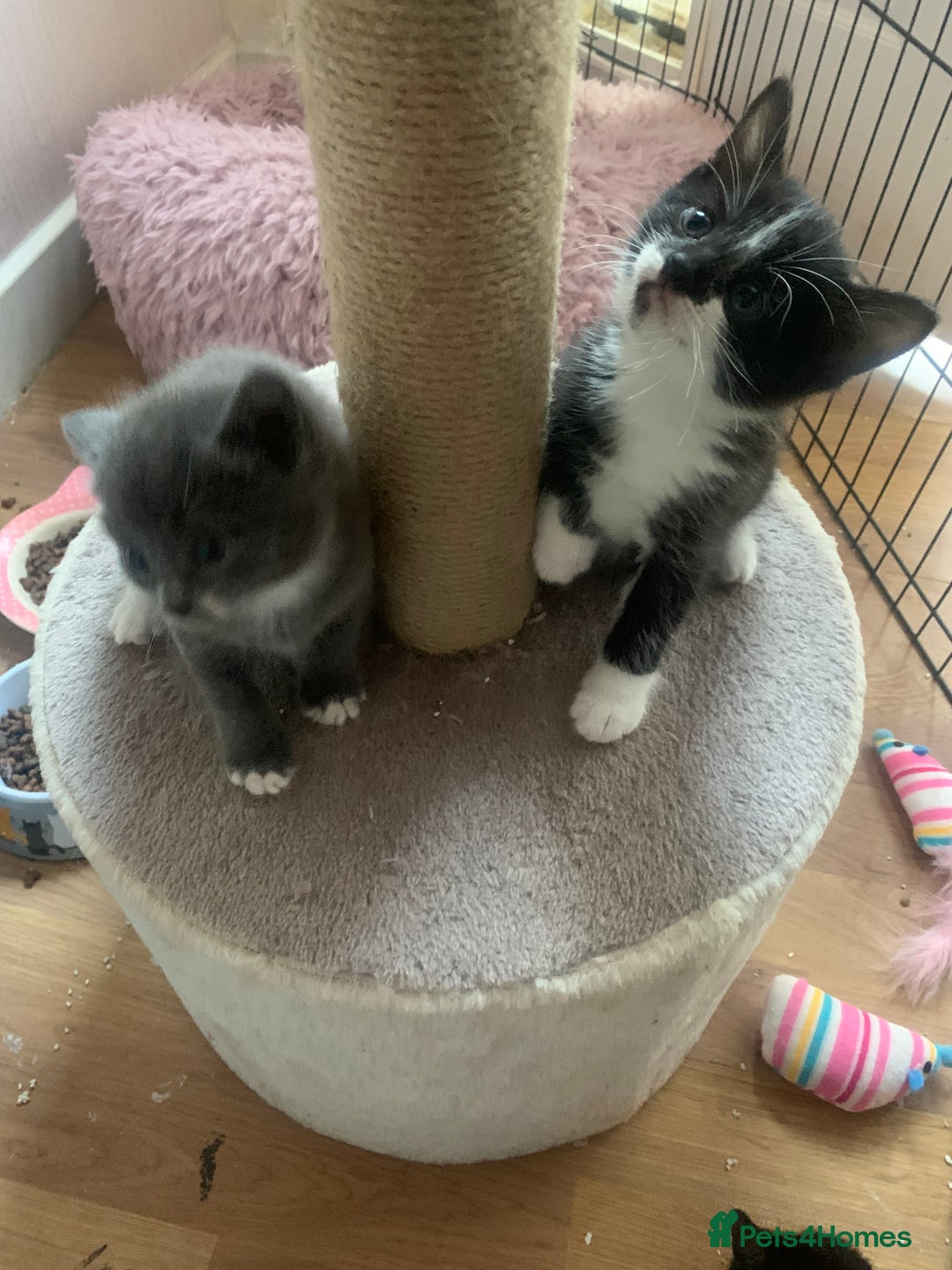Mixed Breed cats for sale: Beautiful kittens.  - Image 9