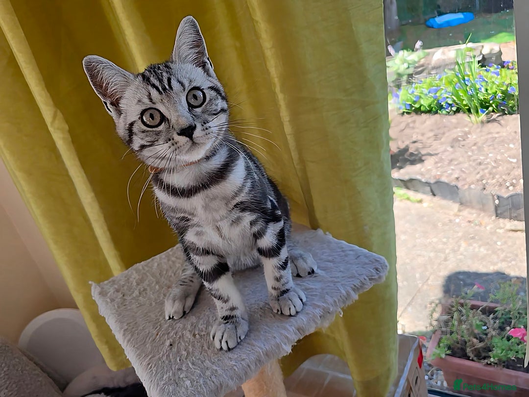 British Shorthair cats for sale: Blue Collar  - 50% Discount, British Shorthair Silver Tabby - Image 30