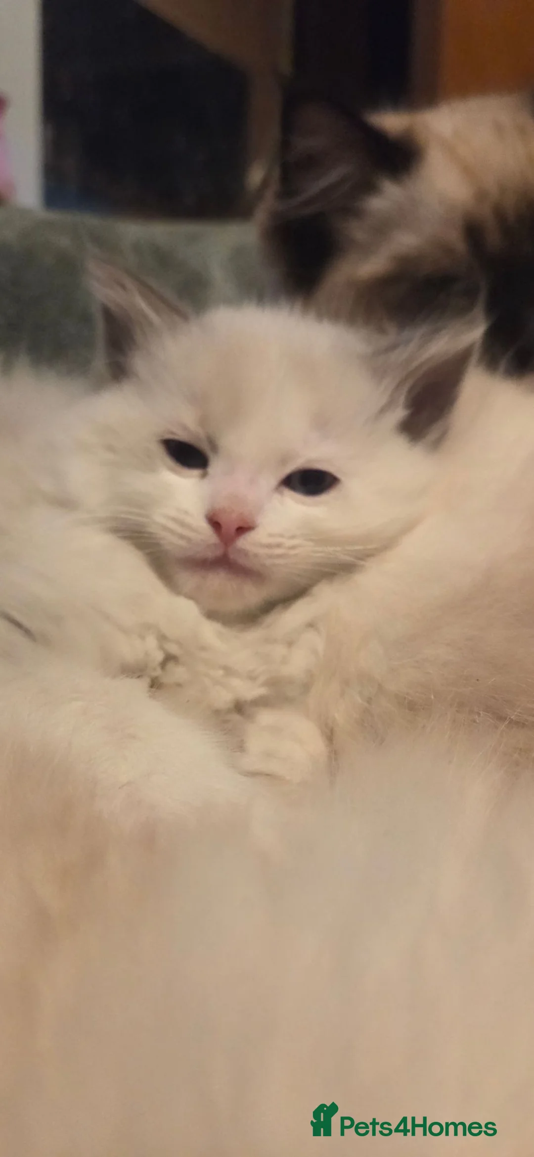 Ragdoll cats for sale: Beautiful Ragdoll Kittens only 1 left 💖 - Advert 2