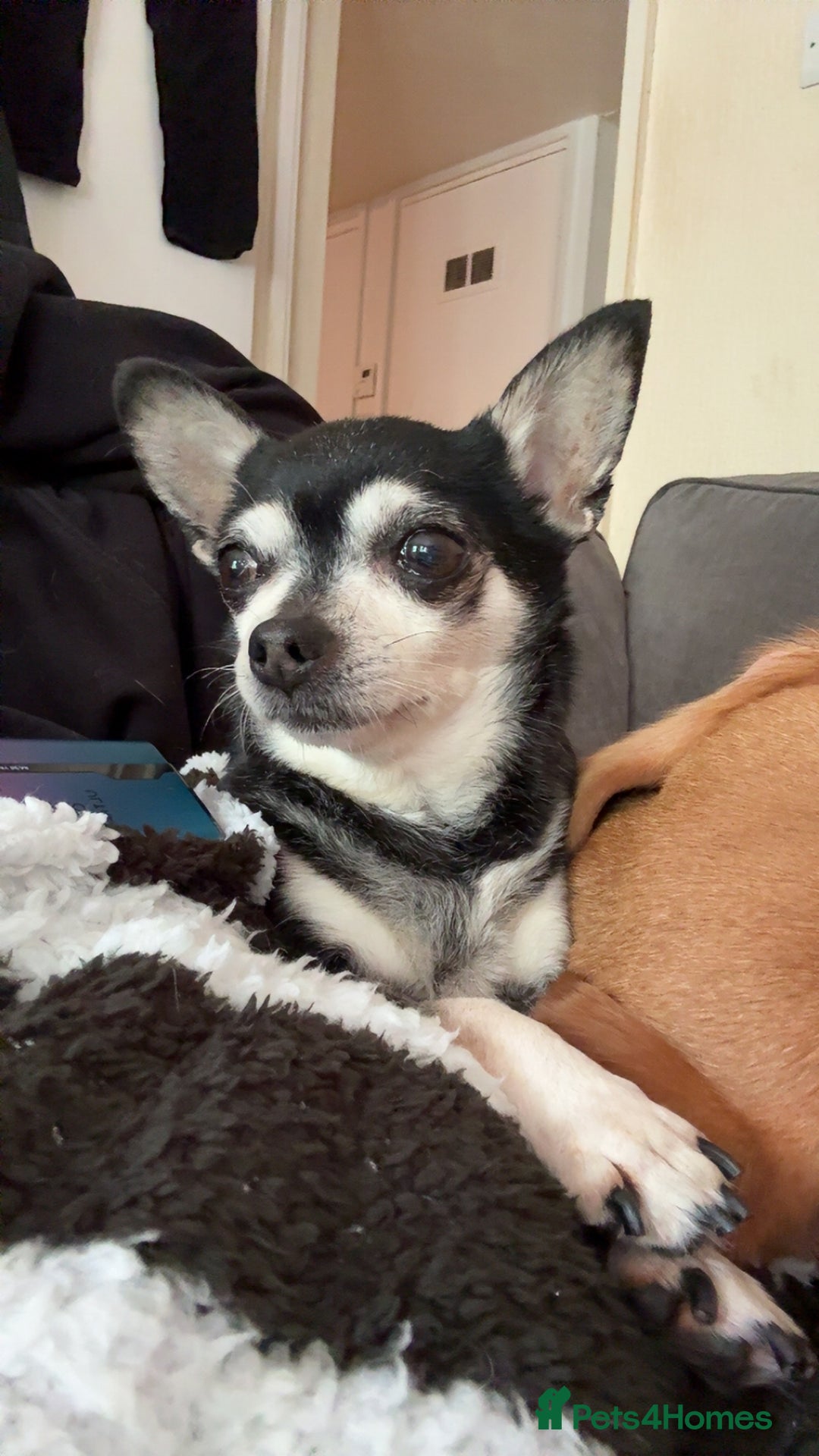 Chihuahua dogs for sale: Beautiful female chihuahua  - Advert 2