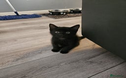 British Shorthair cats for sale: 4 beautiful kittens for sale  - Image 3