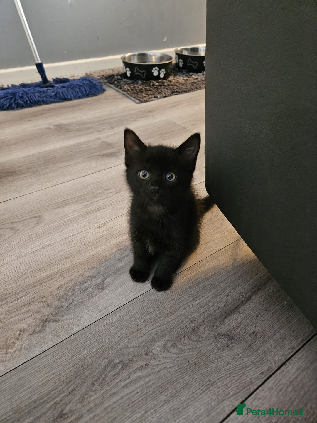 British Shorthair cats for sale: 4 beautiful kittens for sale  - Image 3