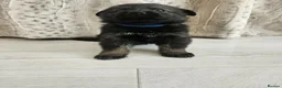German Shepherd dogs for sale: Outstanding Pedigree German Shepherd Puppies - Advert 21