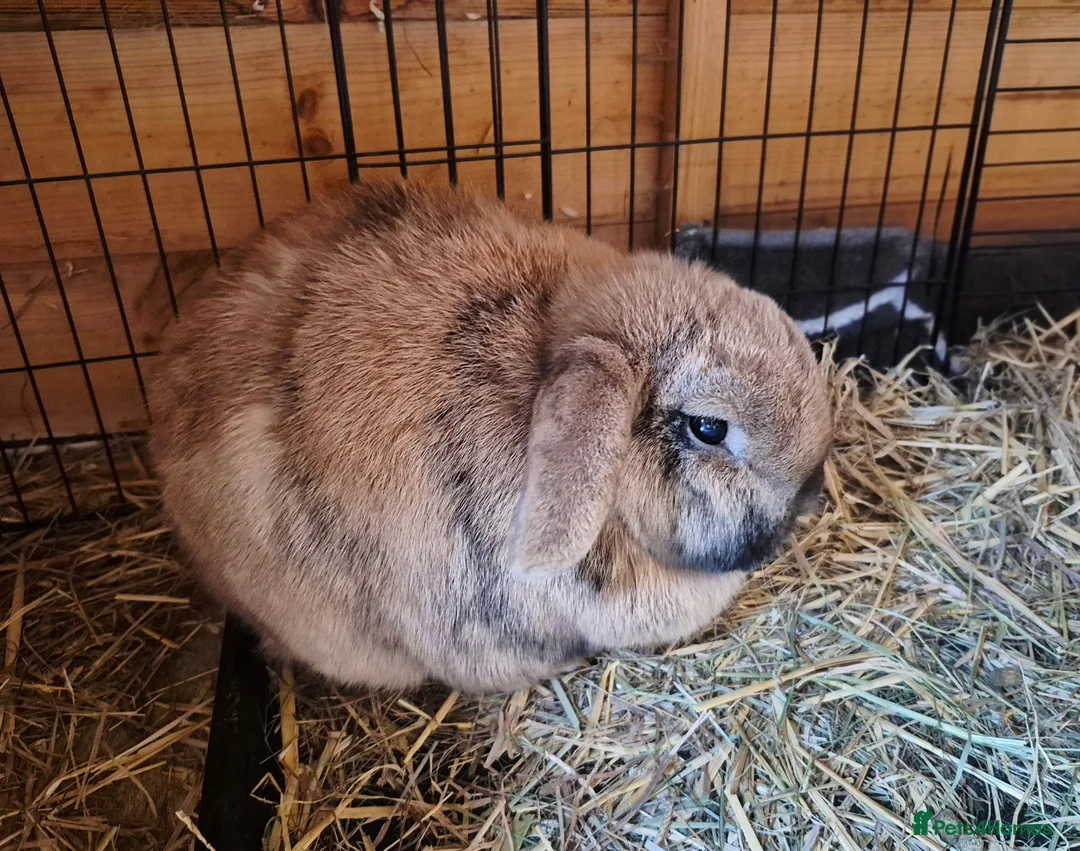 Mini Lop rabbits for sale: Bonded Pair of Lop Buns, Male/Female, Neutered - Advert 5