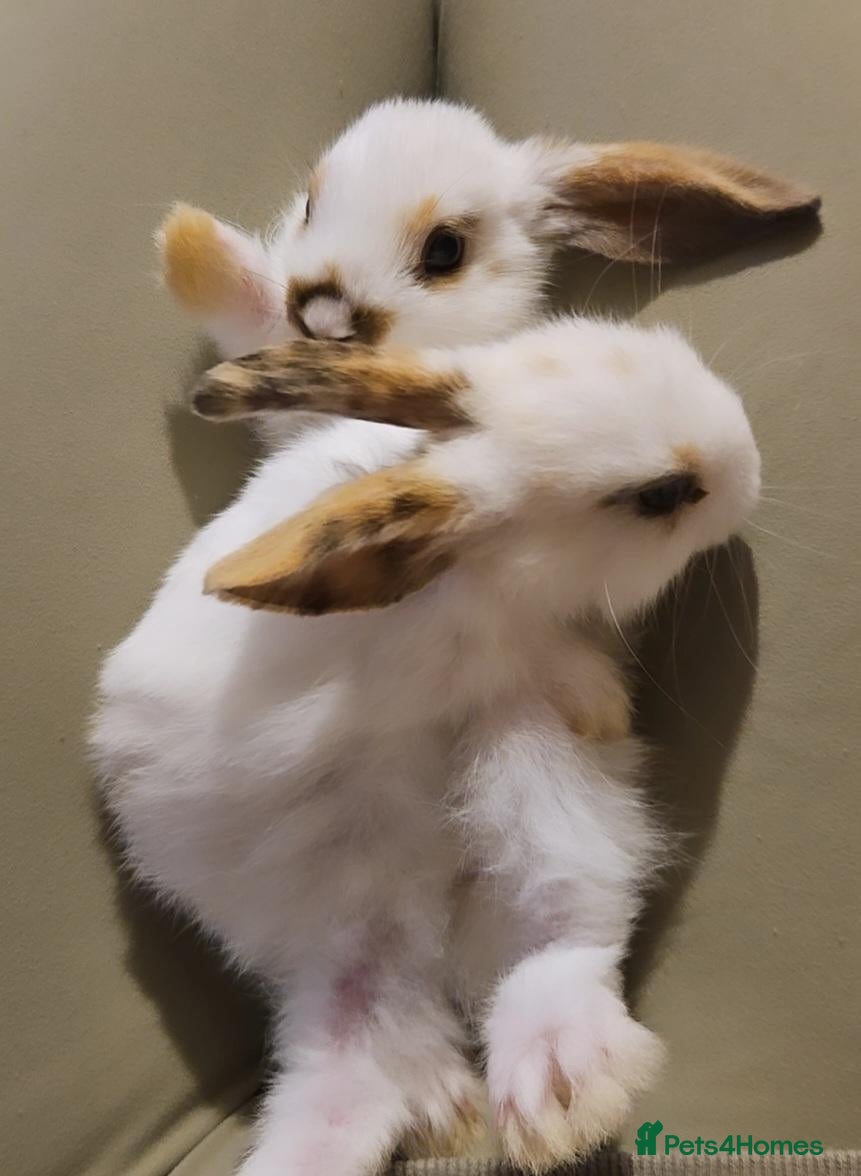 Mini Lop rabbits Baby Rabbits - Advert 1