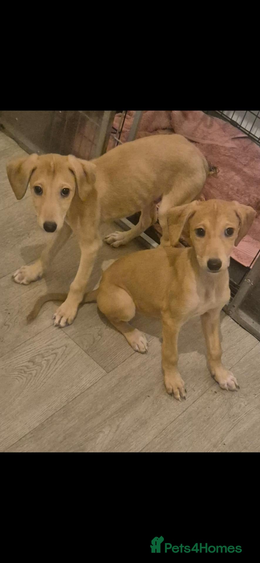 Mixed Breed dogs Saluki x whippet x weaton greyhound - Advert 1