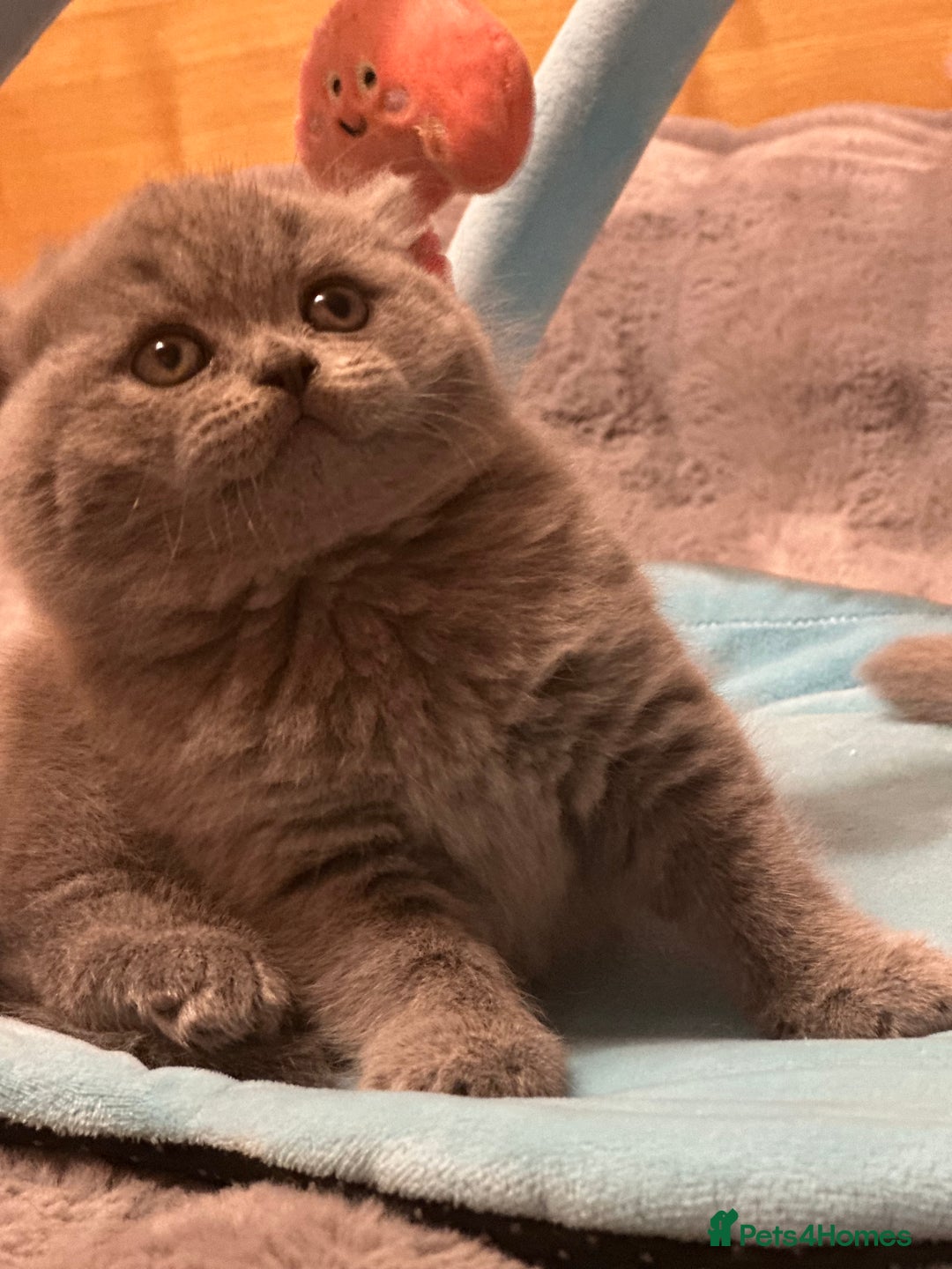 British Shorthair cats for sale: GCCF registered kitten  - Advert 2