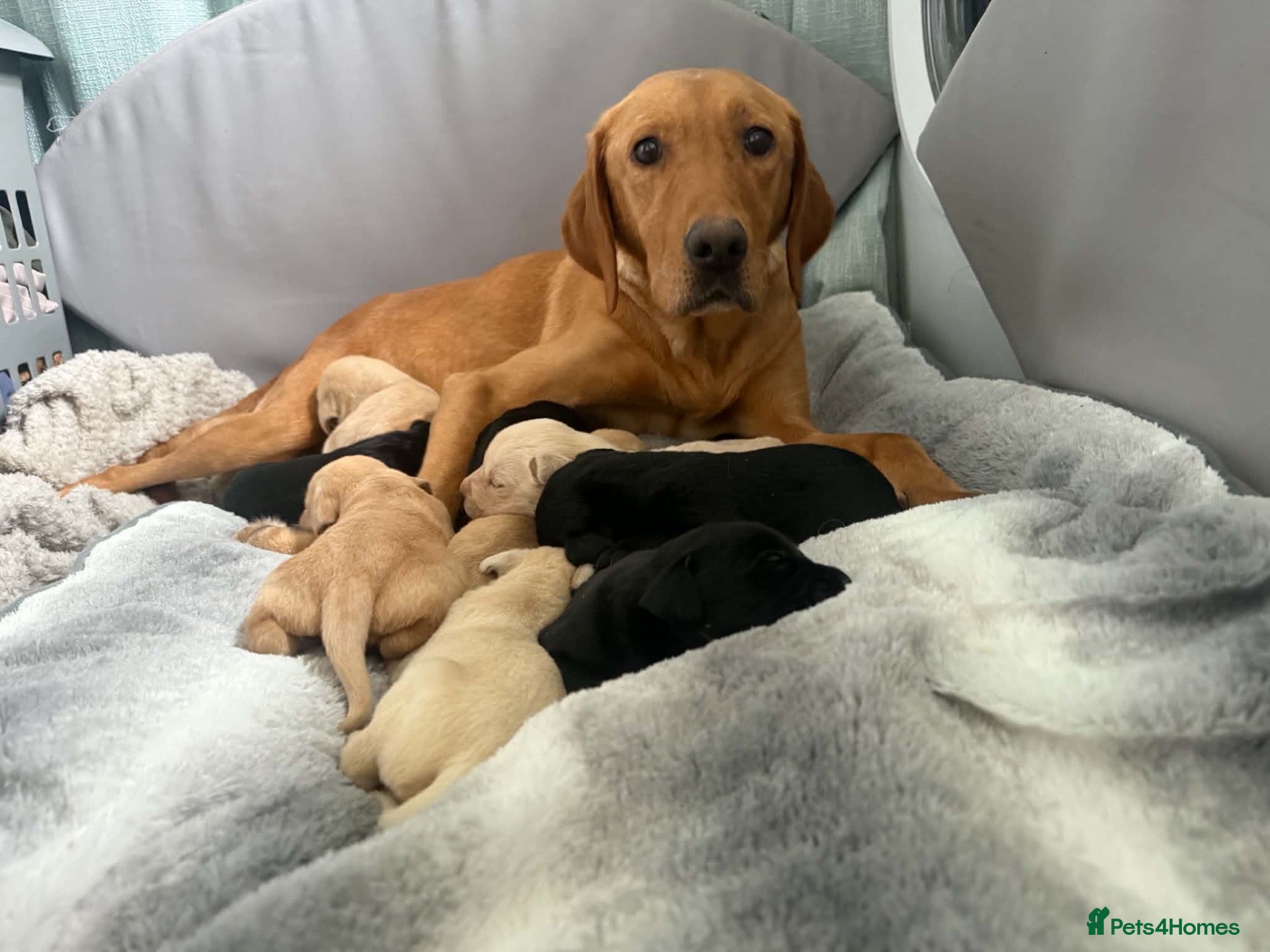 Labrador Retriever dogs Labrador puppies - Advert 9
