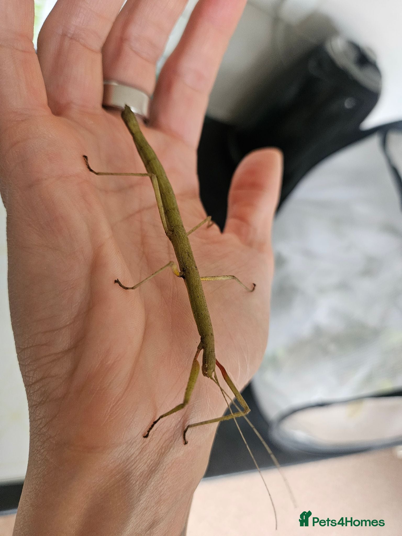 Stick Insects invertebrates Stick Insect Eggs - Advert 1