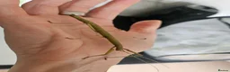 Stick Insects invertebrates for sale: Stick Insect Eggs in Alton - Advert 1
